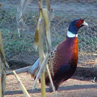 Oakwood Game Farm rooster pheasant