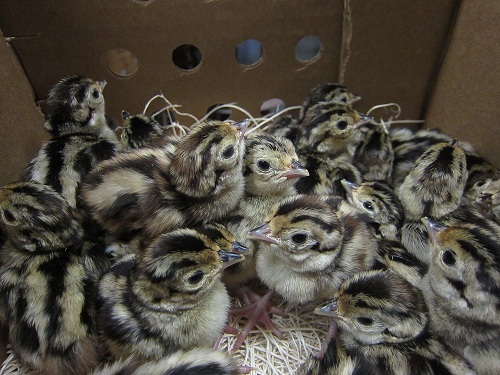 we use three different sized boxes for shipping our day old pheasant & chukar partridge chicks