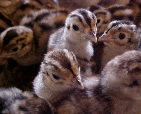 pheasant chicks just hatched