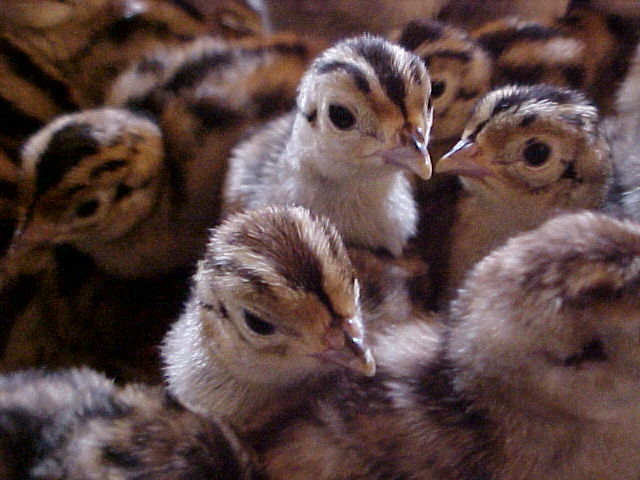 pheasant chicks just hatched