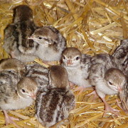 day old chukar partridge chicks are very difficult to sex out when first hatched, in fact we are not able to tell the difference between males & females until they are much older