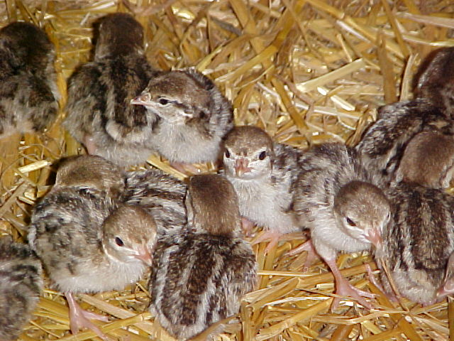 day old chukar partridge chicks are very difficult to sex out when first hatched, in fact we are not able to tell the difference between males & females until they are much older