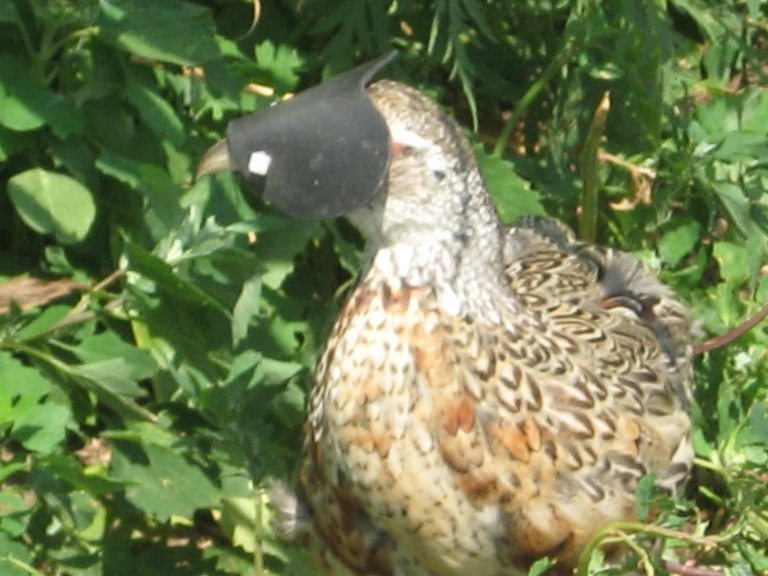 rubber hoods can be used to prevent cannibalism in pheasants