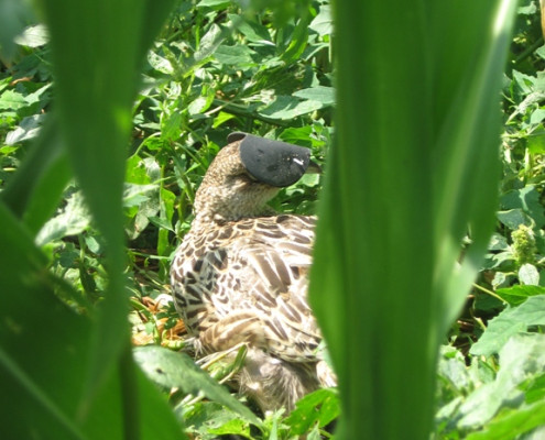 corn is used in all of our flight pens for pheasants