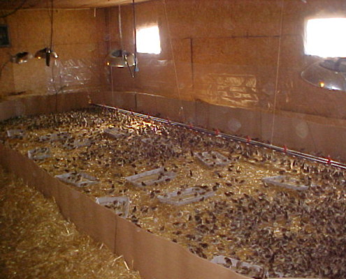 we use corregated cardboard to create a smaller size for the chicks when they are first put down into the brooder
