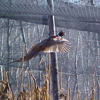 Oakwood Game Farm rooster pheasant flying