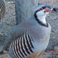 an adult chukar partridge