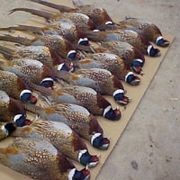 Oakwood Game Farm we don't always have taxidermy birds available so please call to check availability