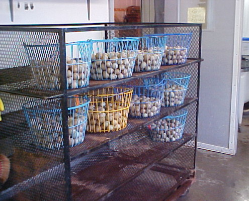 Ideally game bird eggs should not be washed but because our eggs do get pretty dirty we have to wash them in these baskets before putting the eggs into our setting trays